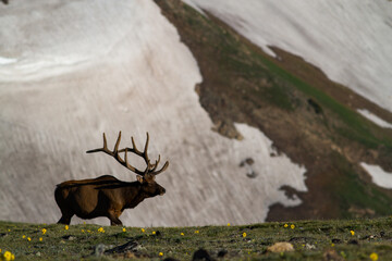 Elk walking above tree line