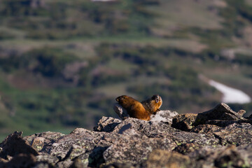 Two Marmots in mountain rocks