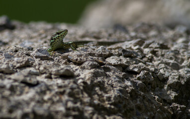 Naklejka na ściany i meble Small Lizard Sunbathing on Rocks
