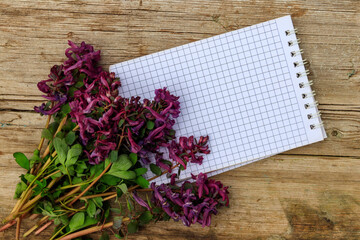 Blank notepad with purple corydalis flowers on rustic wooden background