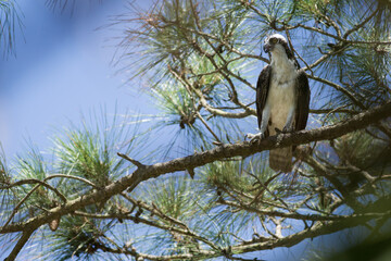 Osprey in tree