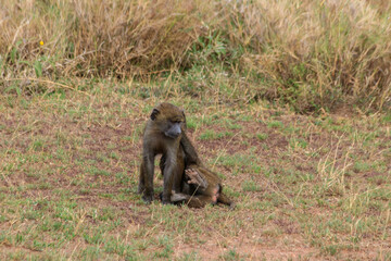 Two young olive baboons (Papio anubis) playing in savanna in Serengeti national park, Tanzania