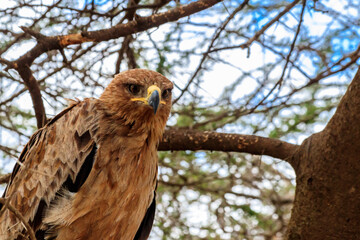 Tawny eagle (Aquila rapax) on a tree in Serengeti national park, Tanzania