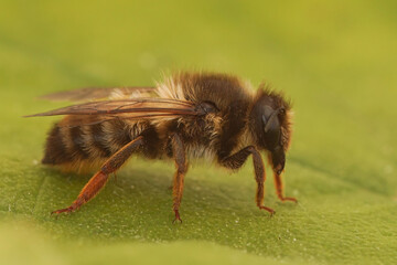 Closeup on a Mediteranean leafcutter bee, Megachile pyrenaica, with it's typical red hind leg