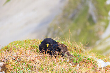 Alpine chough or yellow-billed chough (Pyrrhocorax graculus) in the mountain nature habitat in Alps, Switzerland