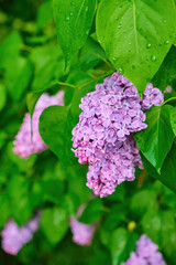 beautiful lilac flowers branch on a green background, natural spring background, soft selective focus.