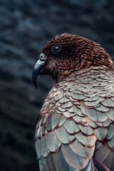 Portrait of Kea Bird, Looking To It's Left With Beautiful Plumage, Large Beak, Native Bird to New Zealand