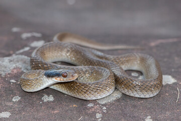 Red-lipped herald Snake (Crotaphopeltis hotamboeia)