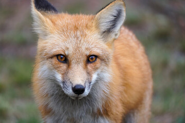 Fototapeta premium red fox vulpes