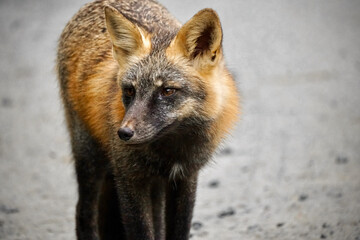 red fox portrait