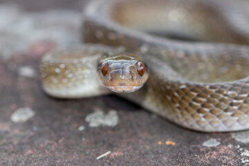 Red-lipped herald Snake (Crotaphopeltis hotamboeia)