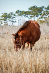 Fototapeta premium wild pony on Assateague Island
