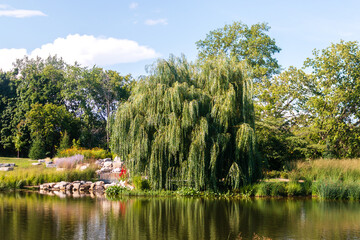 Obraz premium landscape with lake and willow trees