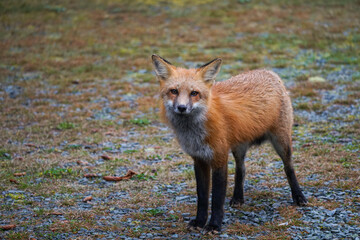 red fox vulpes
