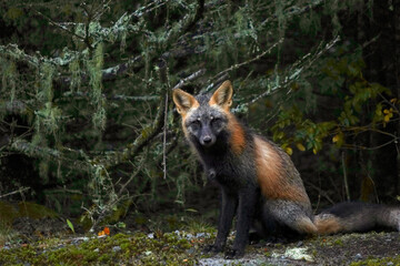 cross fox vulpes