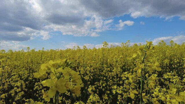 The rapeseed flower.The Sinapis arvensis detail of Diplotaxis flowering rapeseed canola or colza in latin Brassica Napus, plant for green energy and oil industry, rape seed on green grass background