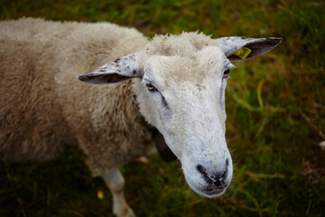 ヤギ sheep