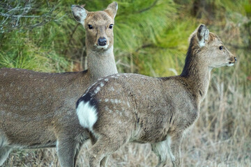 sika deer