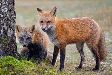 red fox vulpes