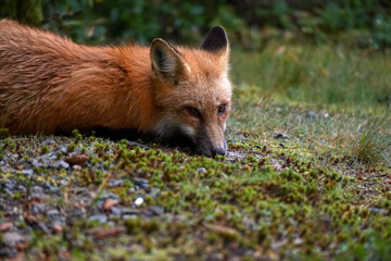 red fox in the wild