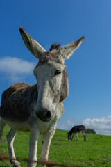 Burro mirando fijamente