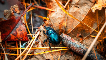Żuk gnojówek w jesiennych liściach