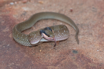 Red-lipped herald Snake (Crotaphopeltis hotamboeia)