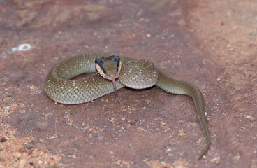 Red-lipped herald Snake (Crotaphopeltis hotamboeia)
