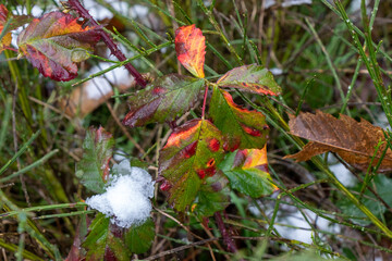 Multi coloured Bramble leaves in winter with snow.