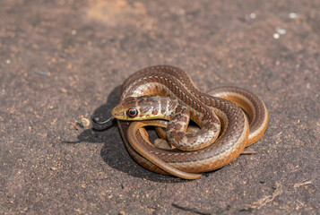 Short-snouted Grass Snake (Psammophis brevirostris)
