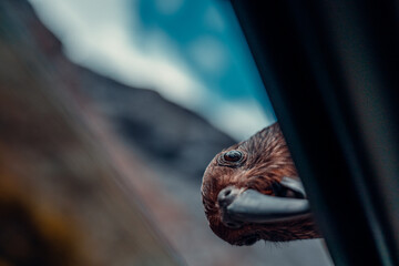 New Zealand Kea Bird Peaking In Open Car Window