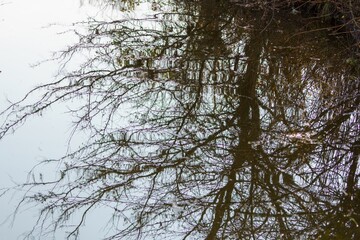 水面に映る枯れ木