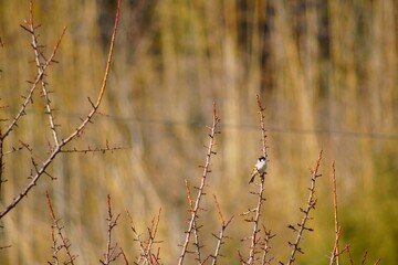 小枝にとまるスズメ
