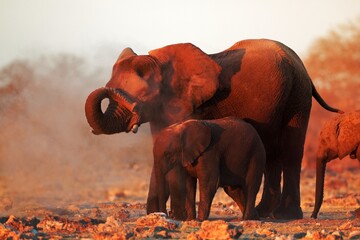 Naklejka na ściany i meble african elephants covered in dust