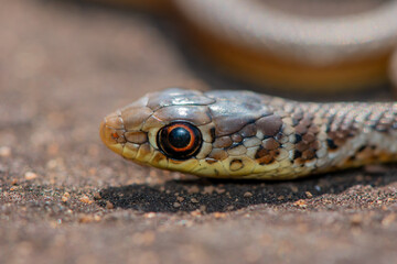 Short-snouted Grass Snake (Psammophis brevirostris)