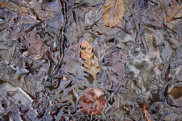 Swirls of Water, Ice and Leaves