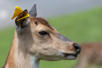Head shot of a Persian fallow deer (dama mesopotamica)