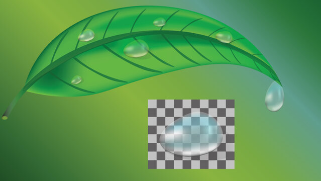 Fresh green leaf of tea, plant with drops of water in 3d realistic style isolated on green background. Drop of dew.