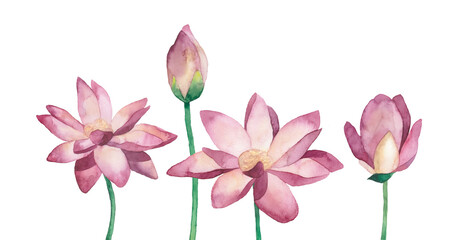Watercolor Lotus flowers. White background. Isolated objects.