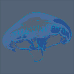 animal vector for jellyfish prints