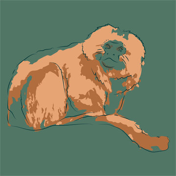 Animal Vector For Golden Lion Monkey Prints