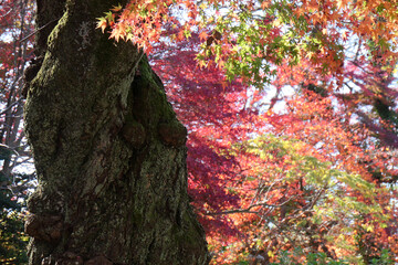 鮮やか錦繍の日本の紅葉