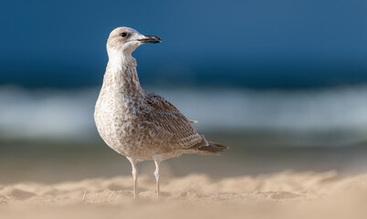 Seagull on the beach of the Baltic Sea