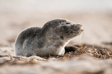 Seal on the beach on the Baltic Sea.