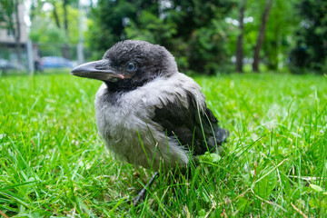 Fototapeta premium Cub of a gray crow in the green grass. Close up.