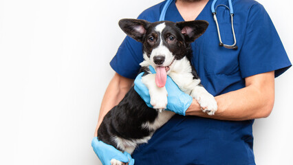 Cropped image of handsome male veterinarian doctor with stethoscope holding cute black welsh corgi cardigan puppy in arms in veterinary clinic on white background banner