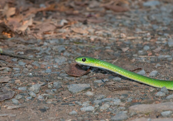 Green Water Snake (Philothamnus hoplogaster)