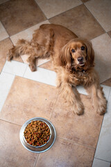upper view cute cocker spaniel dog with food laying on the floor