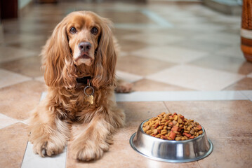 close up cute cocker spaniel dog with food laying on the floor