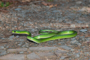 Obraz premium Green Water Snake (Philothamnus hoplogaster)